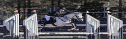 Hoppning hästar till salu: Competition B-Pony 127 cm i Rusko - Annons 1