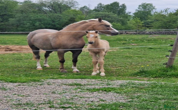  hästar i Braås - Annons 11
