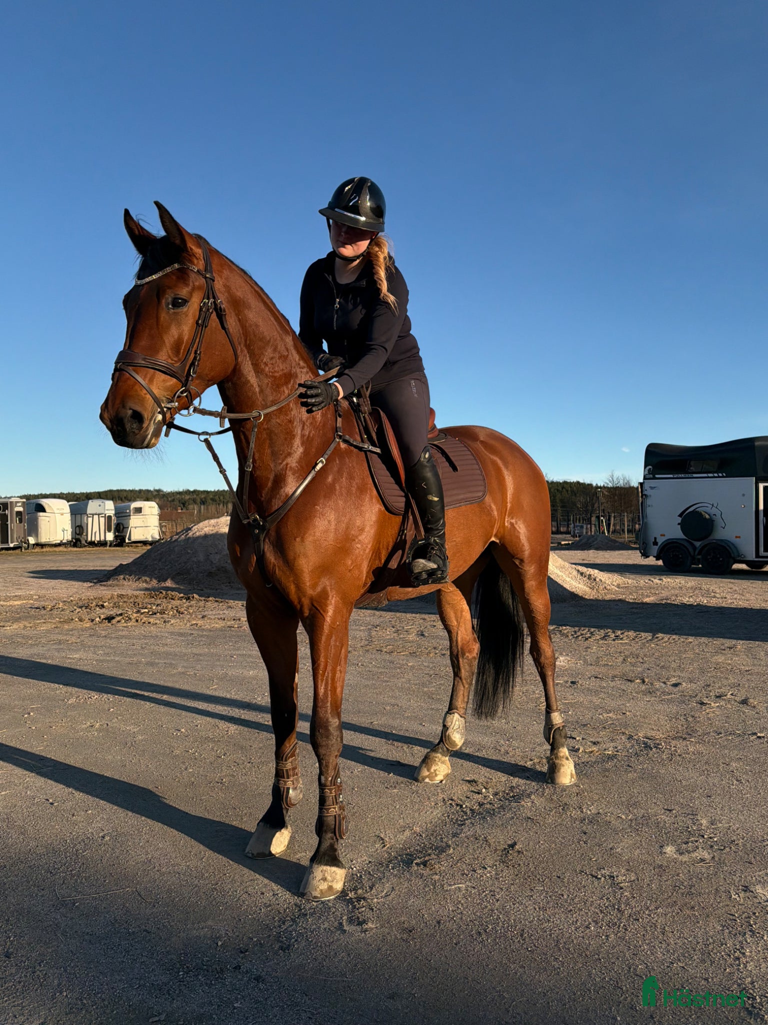  hästar Vakker 5års med WOW faktor!! - Annons 1