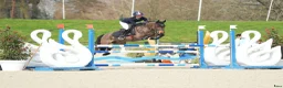 Hoppning hästar till salu: Jumping pony i Stockholm - Annons 1