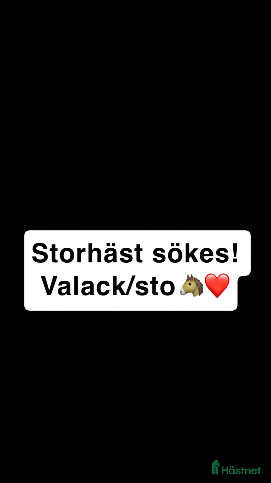  hästar Härlig Storhäst Sökes! - Annons 4