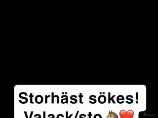 hästar Härlig Storhäst Sökes! - Annons 4