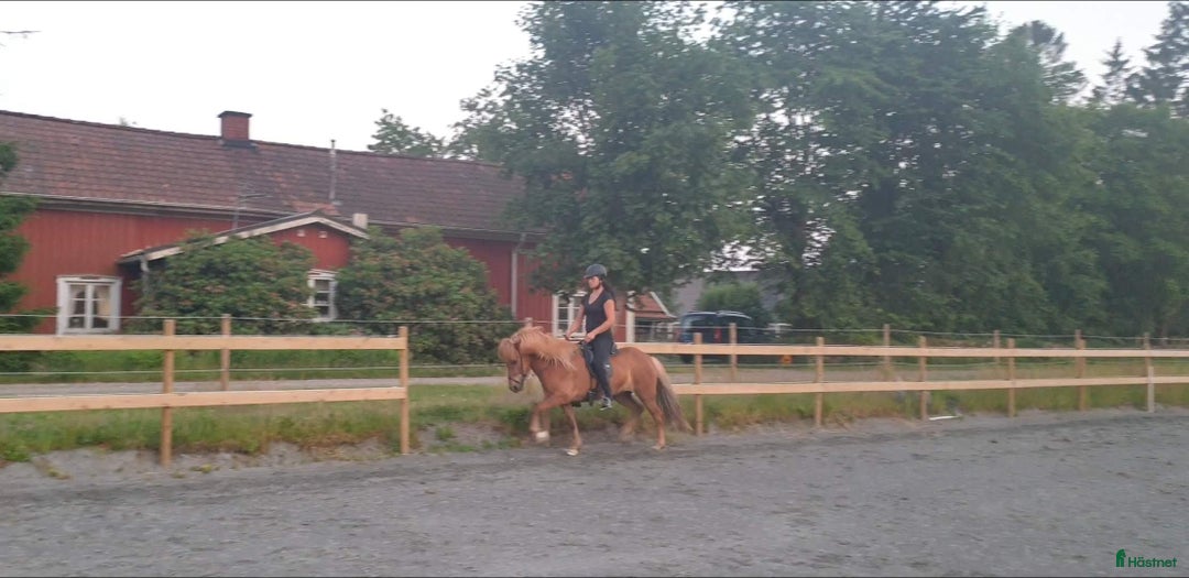 Island hästar till salu: 3 islandsston av hög kvalitet säljes pga flytt  i Fjärås - Annons 11