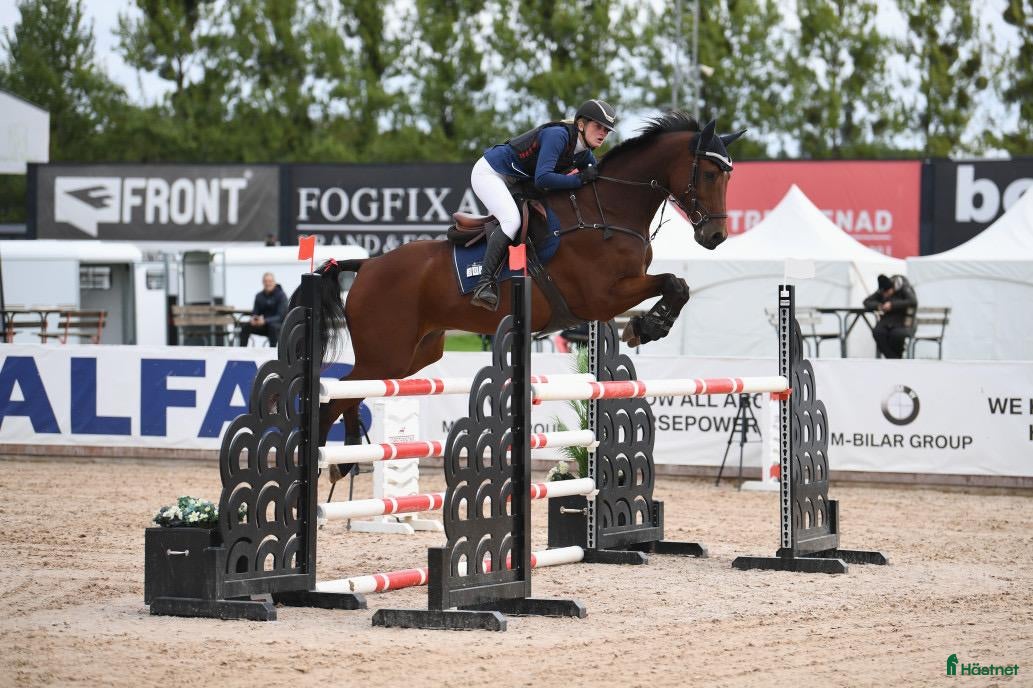 Hoppning hästar till salu: Stabil hopphäst - Annons 1