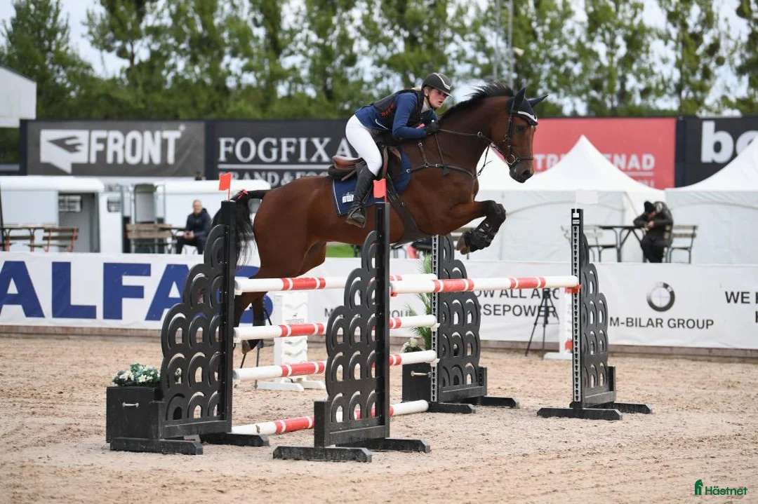 Hoppning hästar till salu: Stabil hopphäst - Annons 1