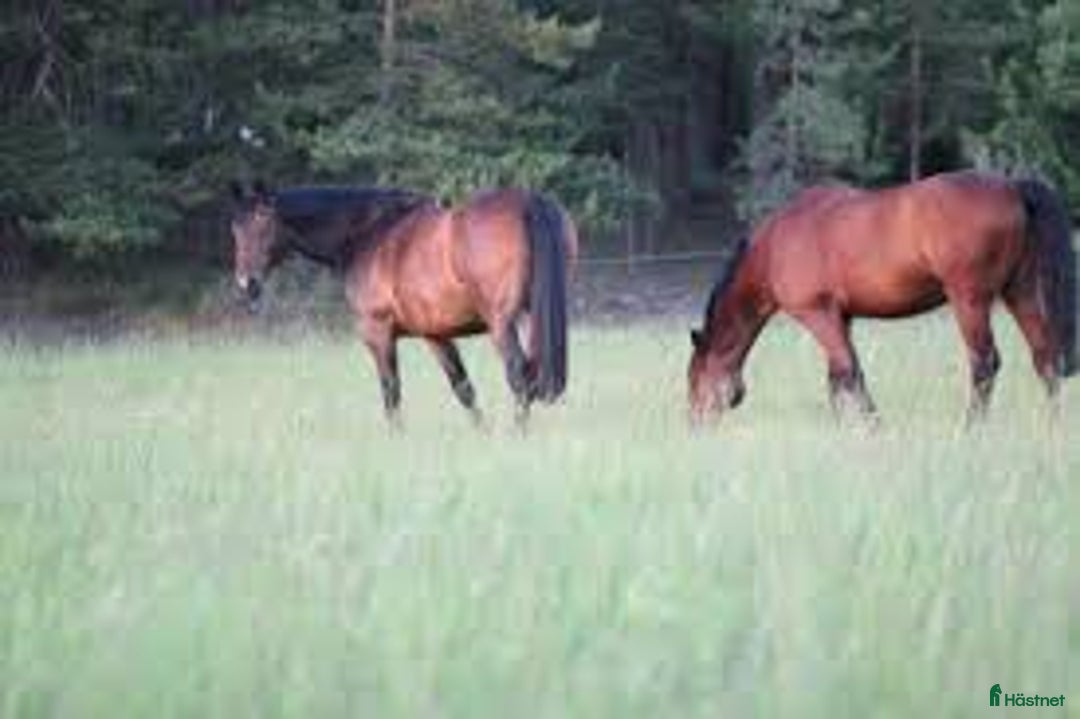  stallplats finnes: Bete/lösdrift i Trelleborg - Annons 1