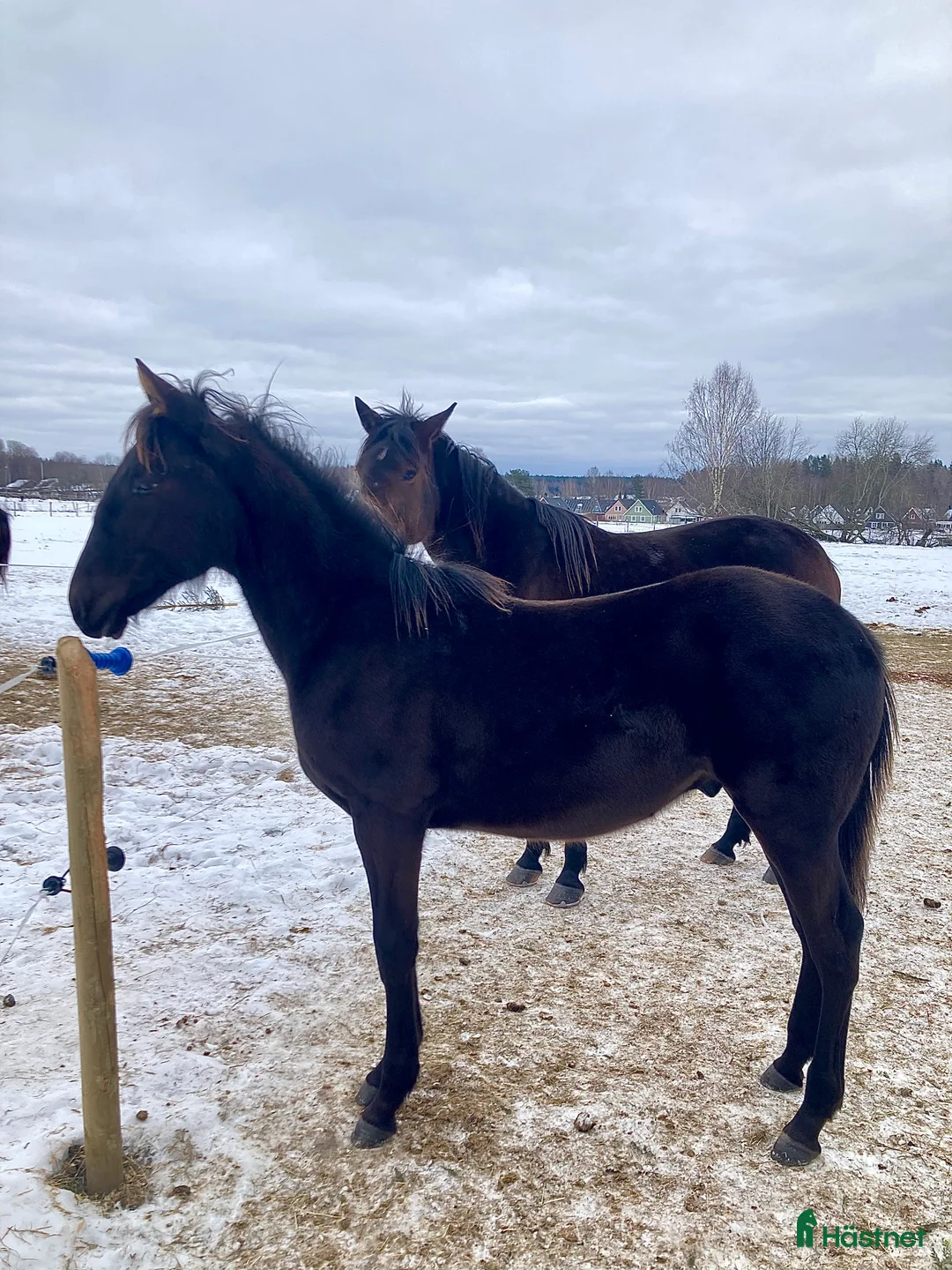 Trav hästar till salu: Ettårig hingst efter Flocki d’Aurcy i Forshaga - Annons 3