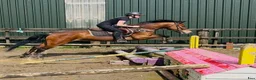 Allround hästar till salu: Selection of Connemara ponies  - Annons 23