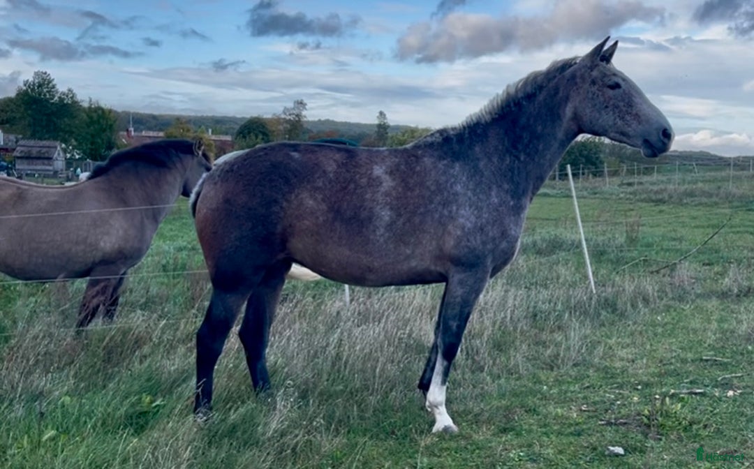 Allround hästar till salu: Vacker P.R.E. med stam från Yeguada de la Cartuja i Simrishamn - Annons 1