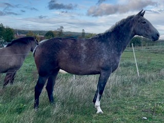 hästar Vacker P.R.E. med stam från Yeguada de la Cartuja i Simrishamn - Annons 17