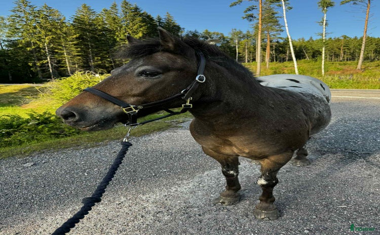  hästar i Värmlands Nysäter - Annons 2