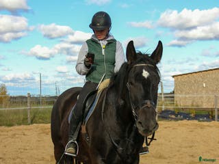 hästar Teddy bear for sale i Stockholm - Annons 9