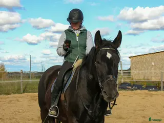 hästar Teddy bear for sale i Stockholm - Annons 2