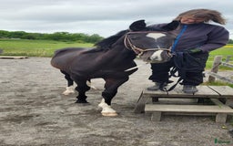 Hoppning hästar till salu: Härlig hoppstammad åring  i Rimforsa - Bild 3