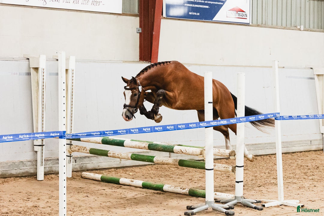 Hoppning hästar till salu: Blivande elitponny för mästerskap i Önnestad - Annons 1