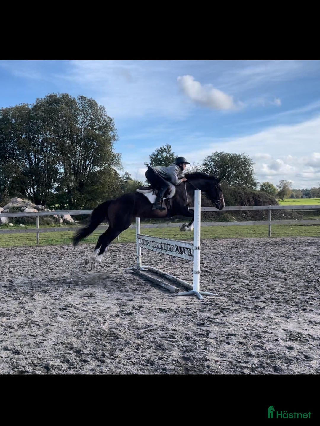 Allround hästar till salu: Fantastisk gummiboll  i Skara - Annons 1