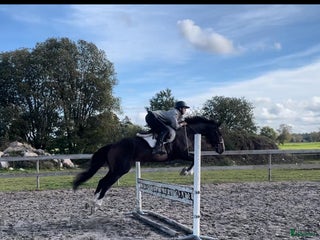 hästar Fantastisk gummiboll i Skara - Annons 1