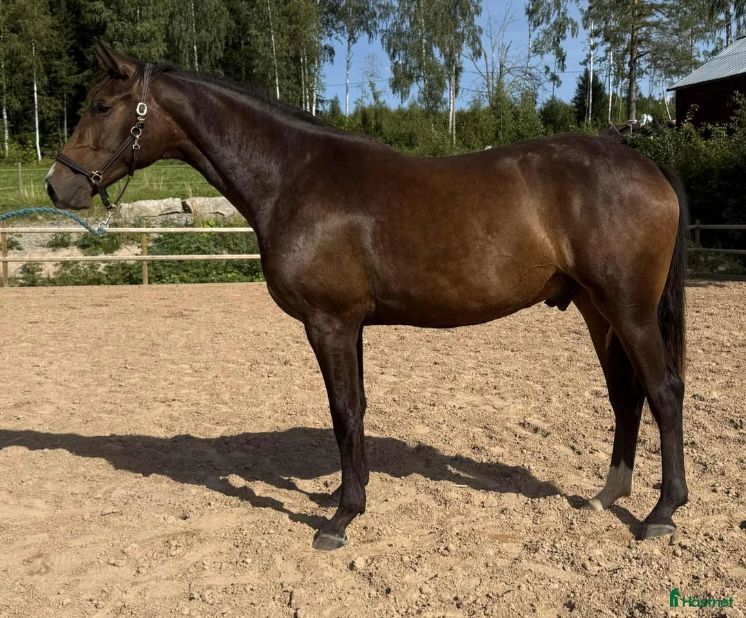 Dressyr hästar till salu: 3 åring dressyr med intressant stam  - Annons 2