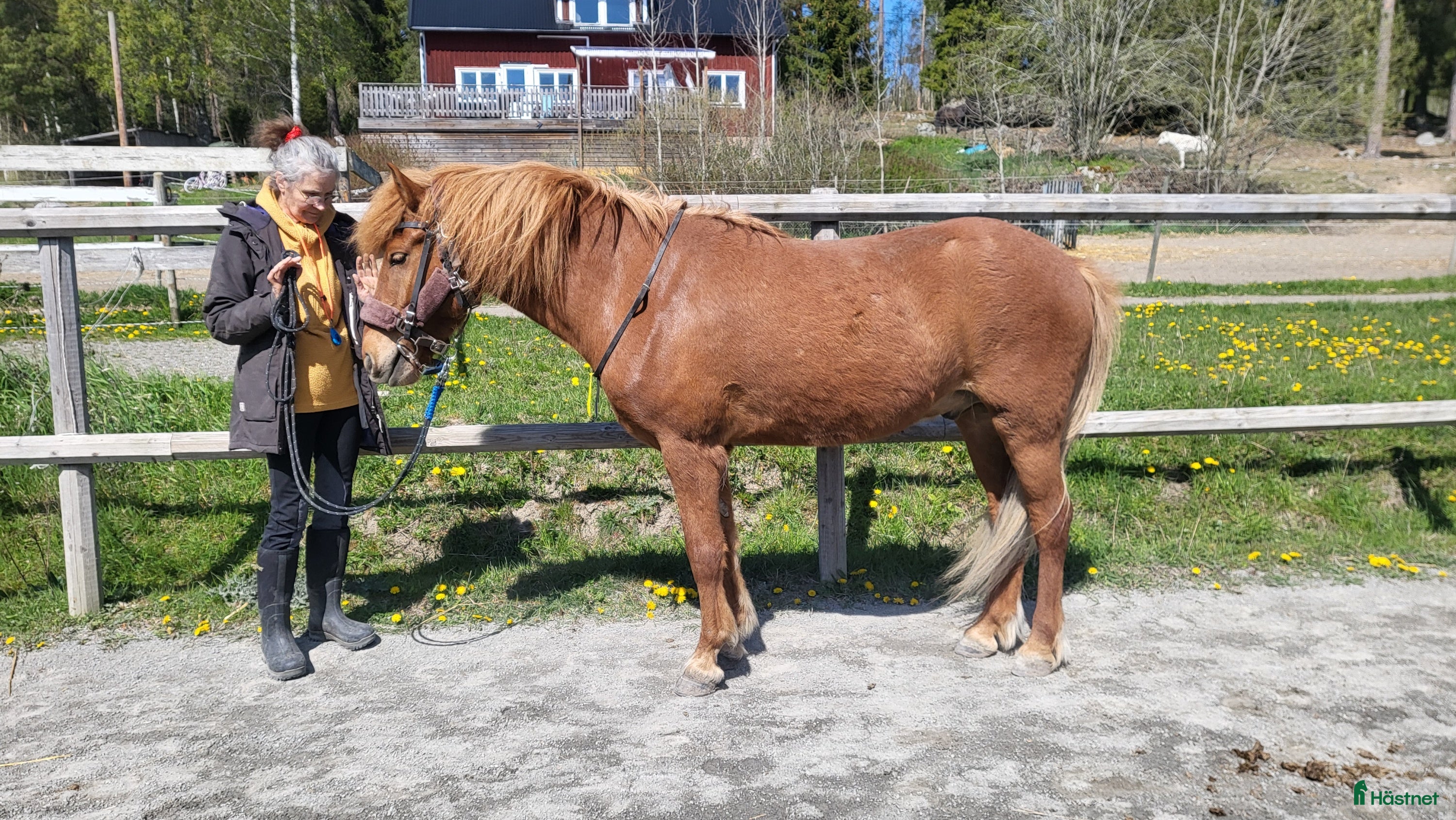  hästservice Stallplats eller Lösdrift sökes i Täby - Annons 4