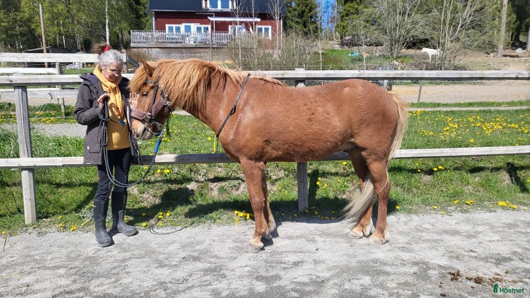  hästservice finnes: Stallplats eller Lösdrift sökes i Täby - Annons 1