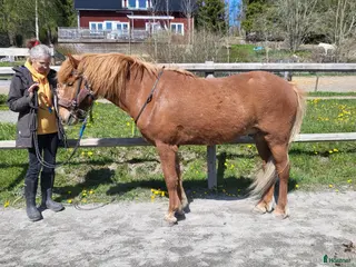 hästservice Stallplats eller Lösdrift sökes i Täby - Annons 4