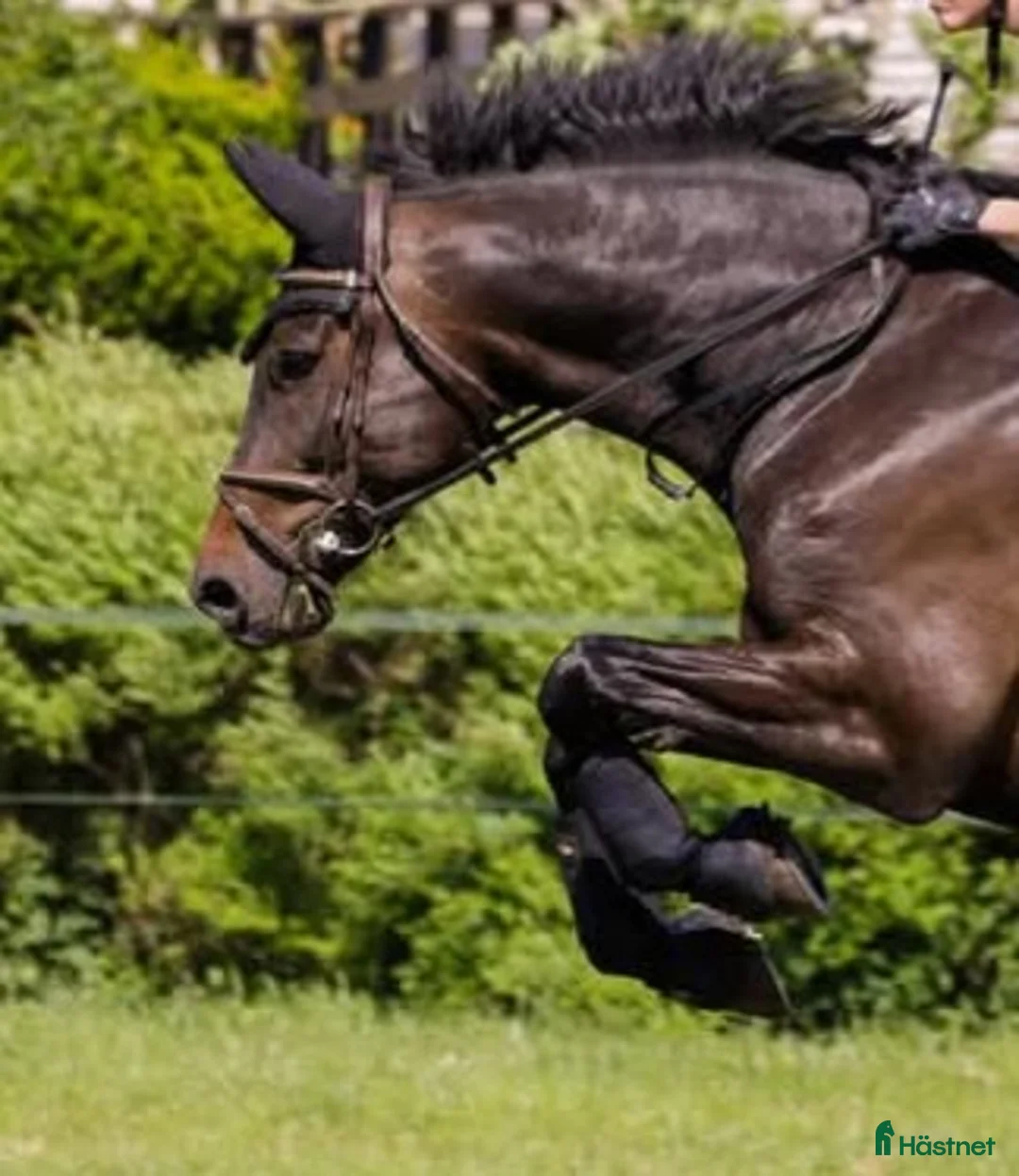 Hoppning hästar till salu: Hopphäst som kan det mesta - Annons 1