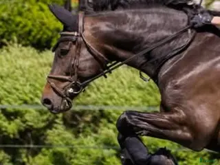 hästar Hopphäst som kan det mesta - Annons 4