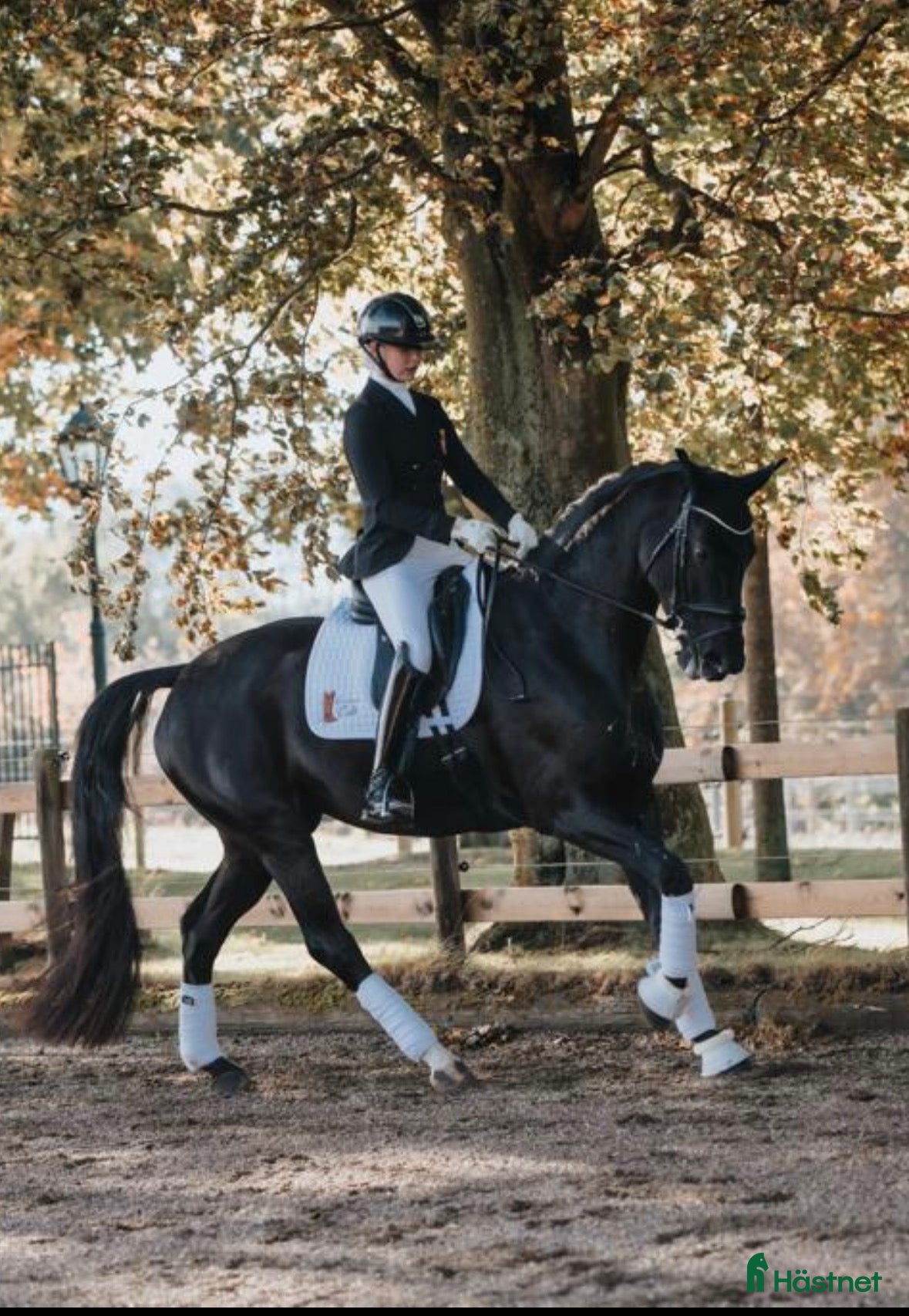  hästar Sagohäst! - Annons 1