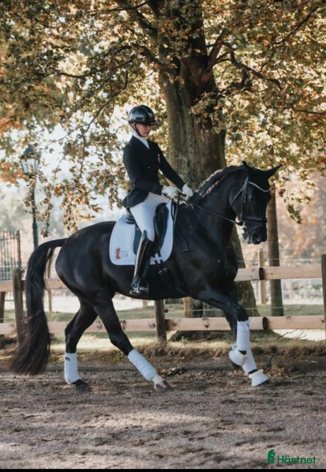 Dressyr hästar till salu: Sagohäst! - Annons 1