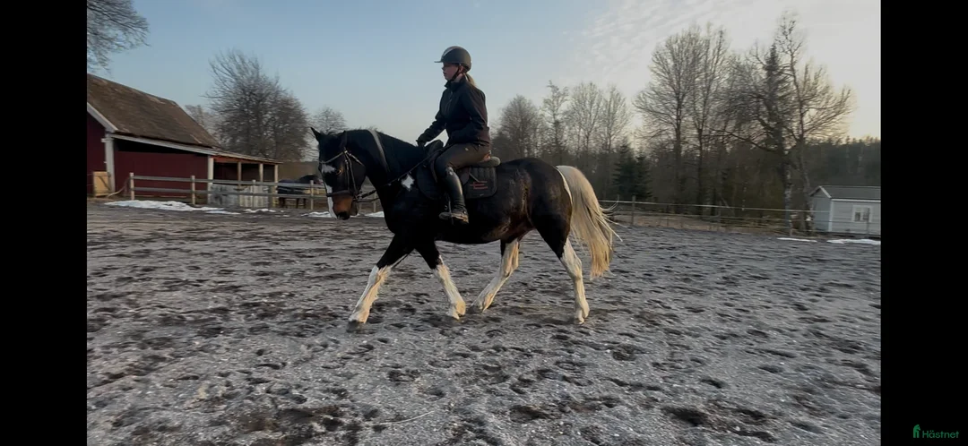 Allround hästar till salu: Familj/verksamhetshäst - Annons 1