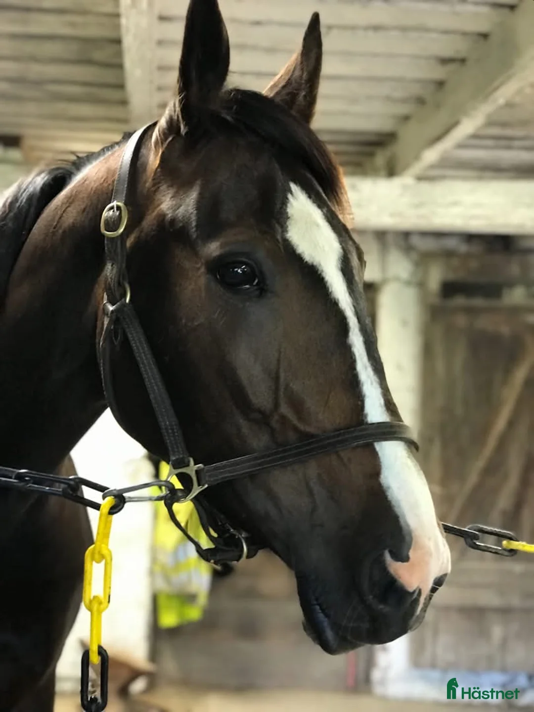 Sällskap hästar till salu: Fint Varmblodsto i Sunne - Annons 1