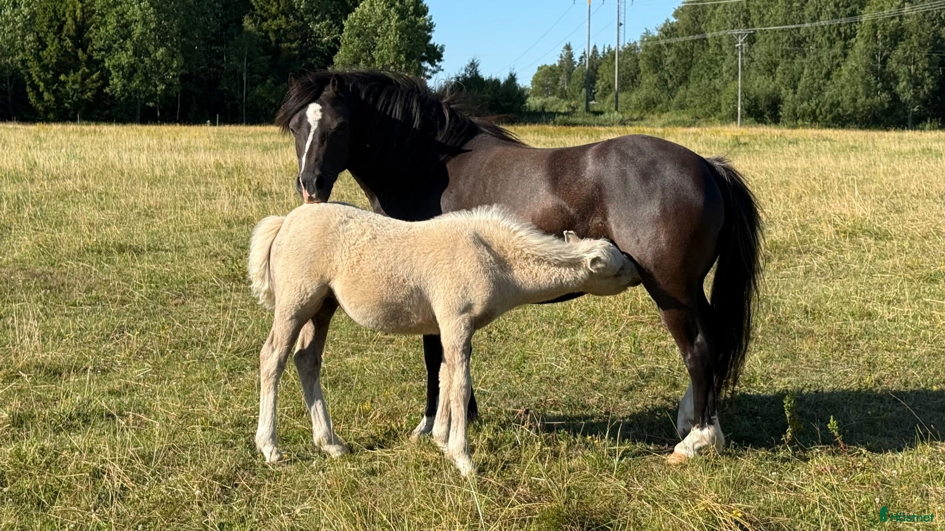  hästar Svart Welsh Mountainsto till avel  - Annons 16