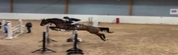 Hoppning hästar till salu: Maffig sporthäst - Annons 3