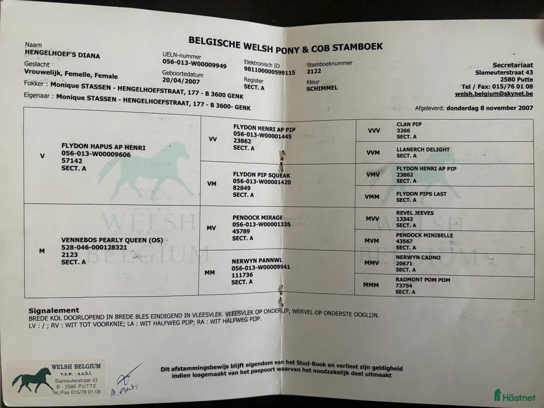 Allround hästar till salu: Finaste B-ponnyn🦄 i Lysekil - Annons 7