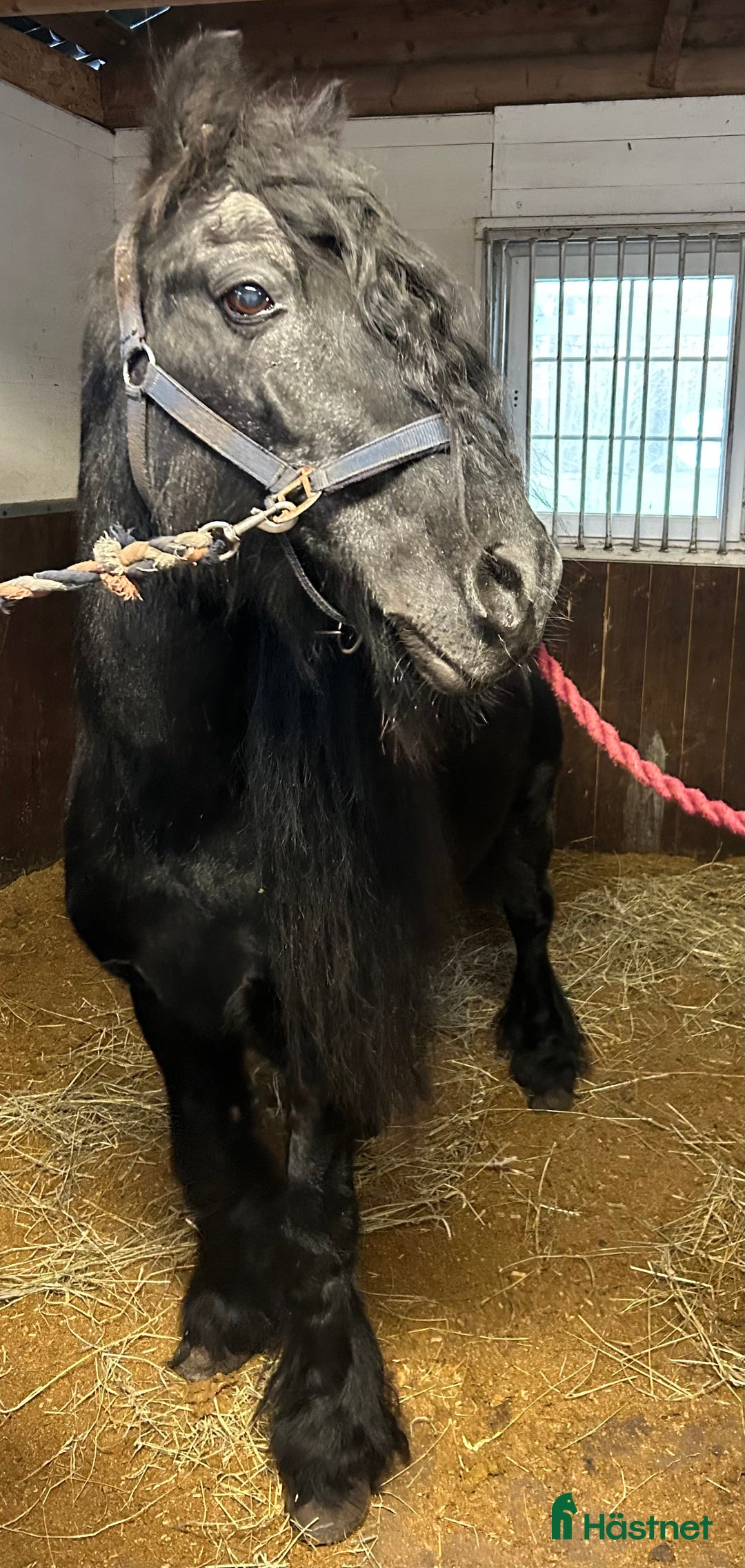  medryttarhäst finnes: Medryttare sökes i Klintehamn - Annons 1