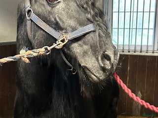 medryttarhäst finnes: Medryttare sökes i Klintehamn - Annons 1