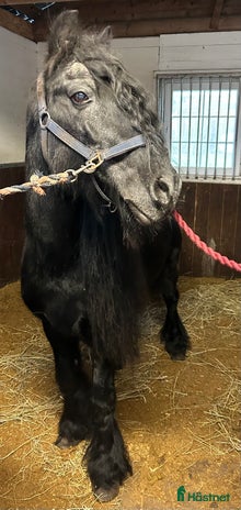 medryttarhäst finnes i Klintehamn - Annons 16