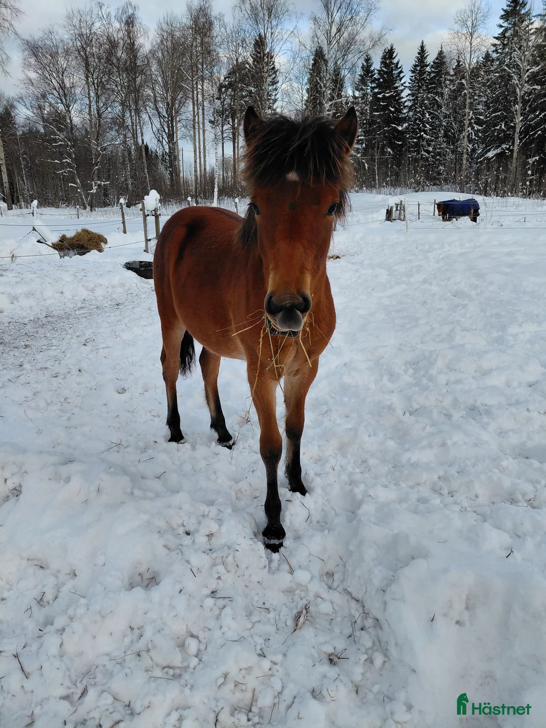 Trav hästar till salu: Kriteriet 2028 - Annons 3