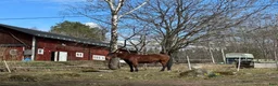  stallplats finnes: Lösdriftsplatser centralt i Täby - Annons 2