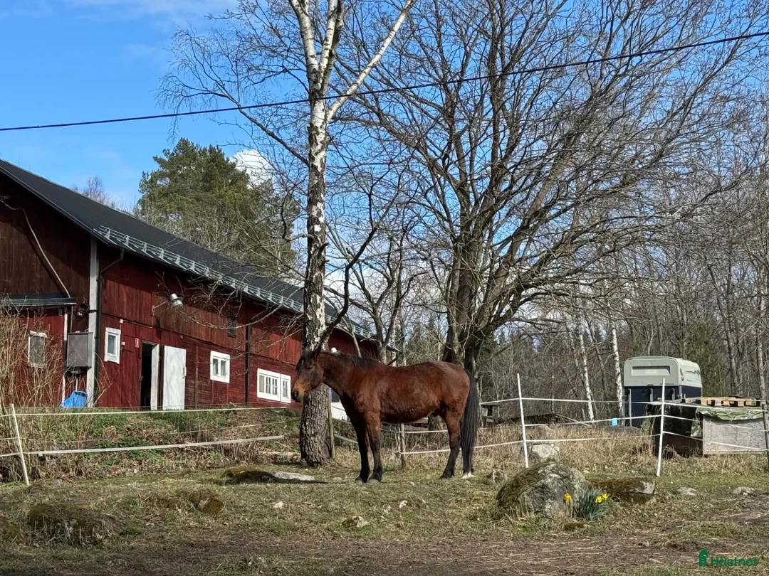  stallplats finnes: Lösdriftsplatser centralt i Täby - Annons 2