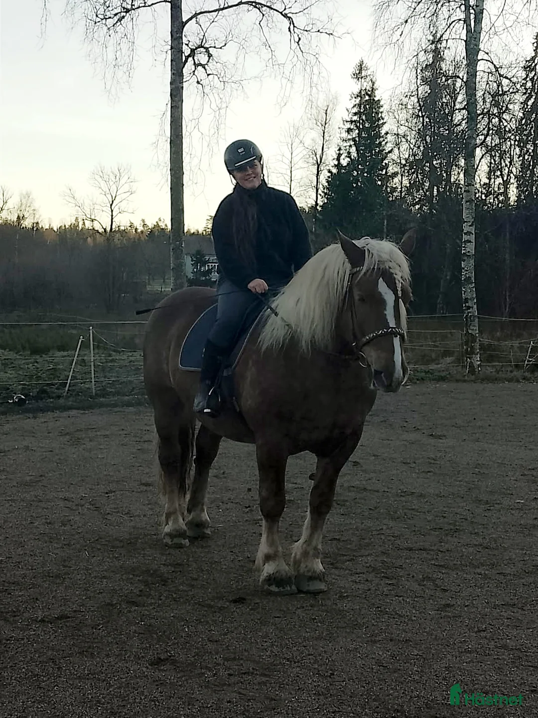 Allround hästar till salu: Kallblod Valack i Alingsås - Annons 2