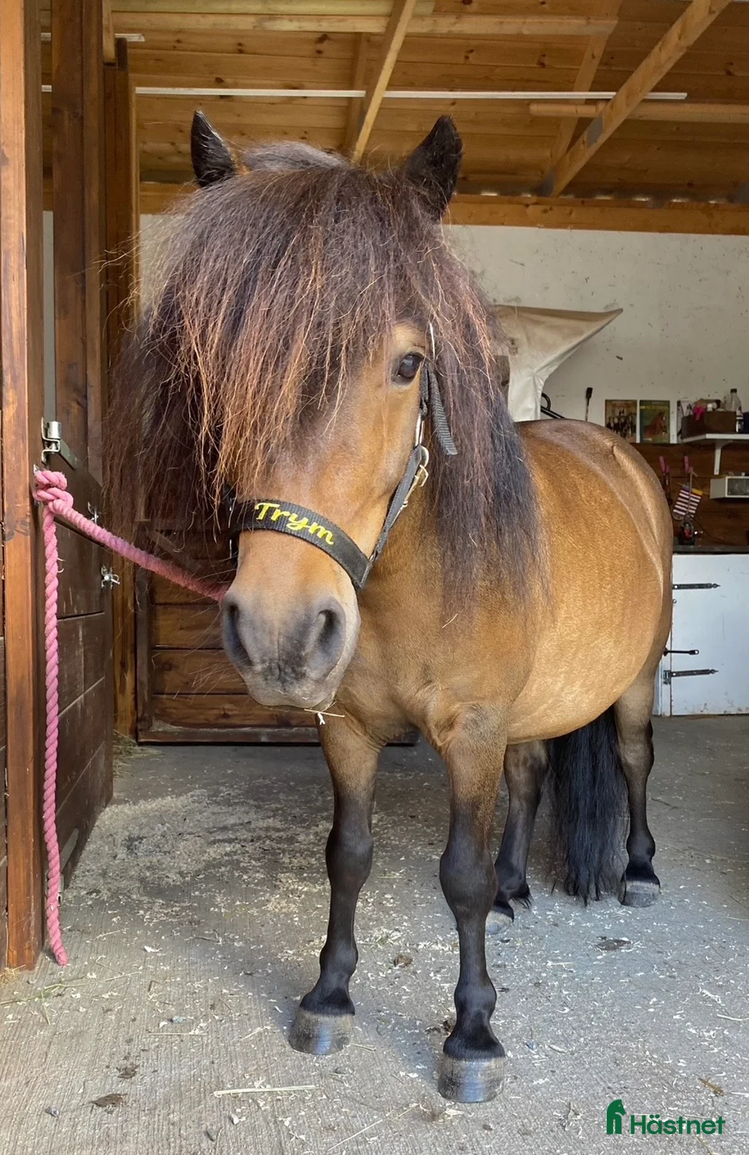 Allround hästar till salu: Shetlandsvalack  i Enköping - Annons 2