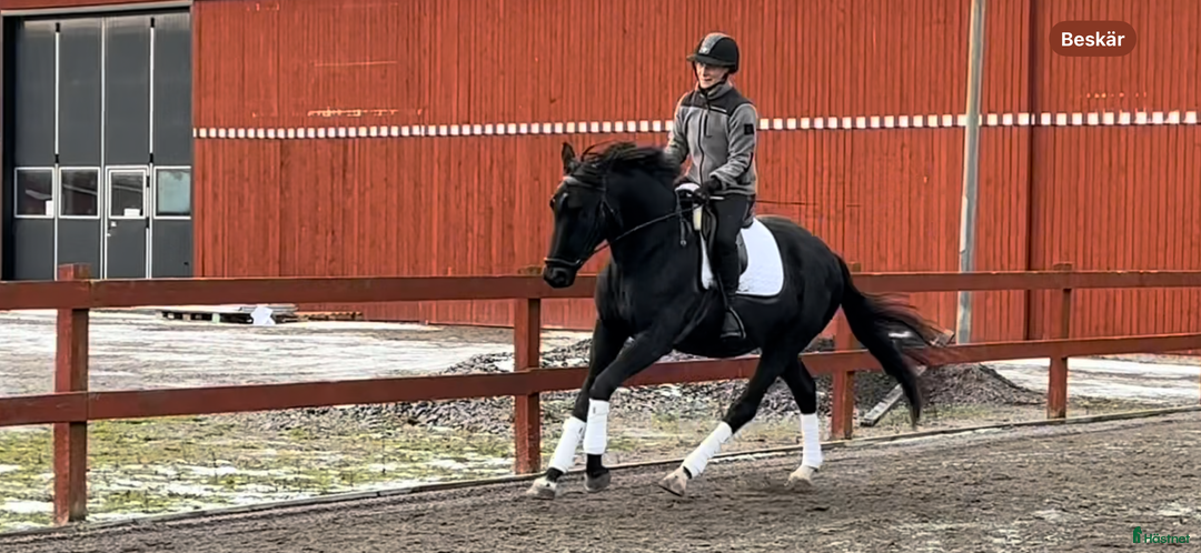 Dressyr hästar till salu: 2-årig SWB-valack, INRIDEN i Norrköping - Annons 5