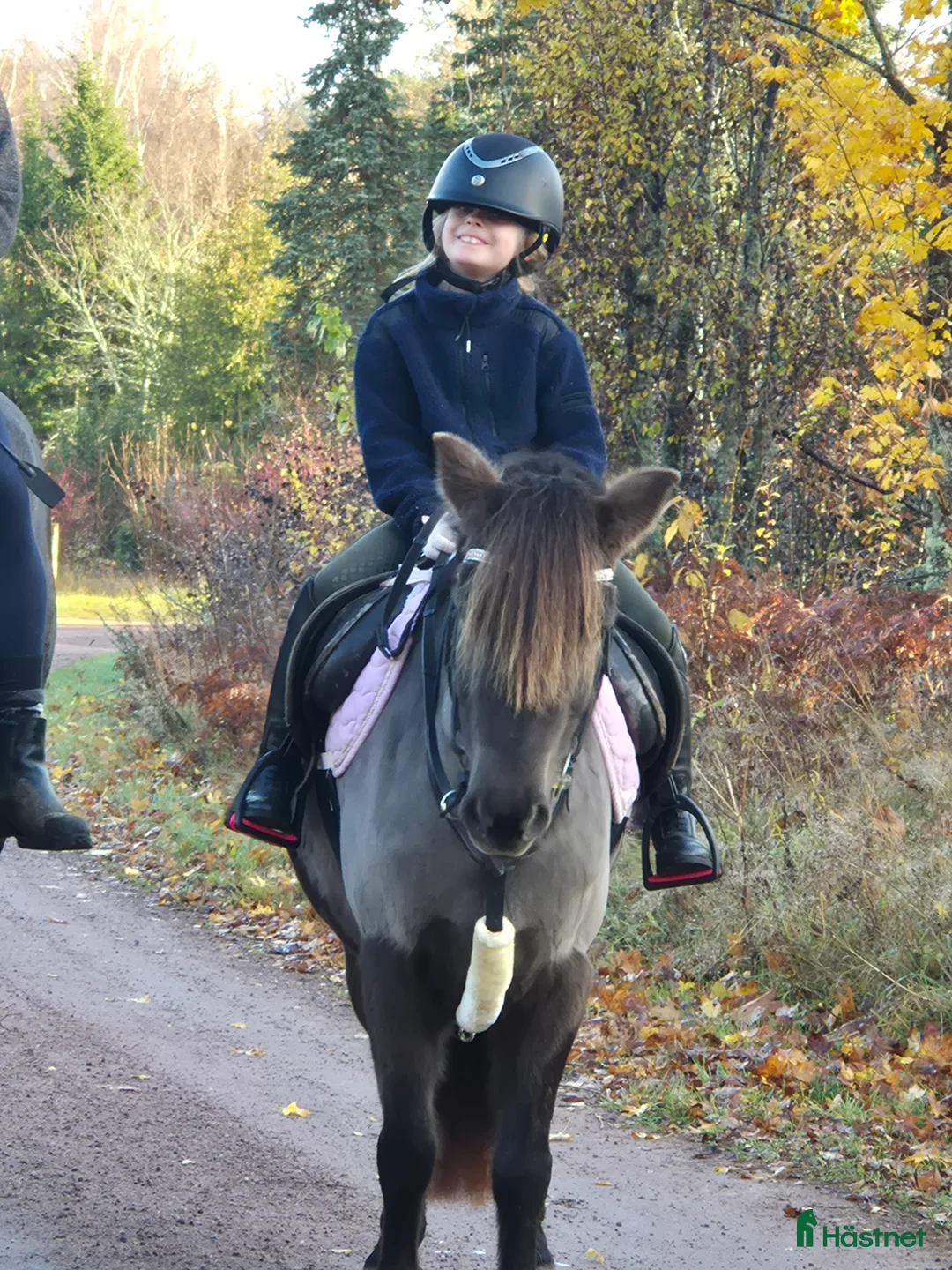Allround hästar till salu: Fint sto - Annons 2