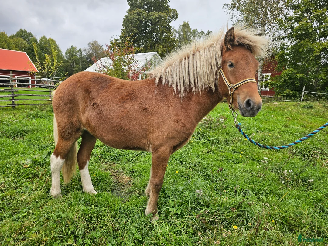 Galleribild {{count}}