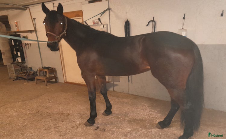  hästar i Ljugarn - Annons 1