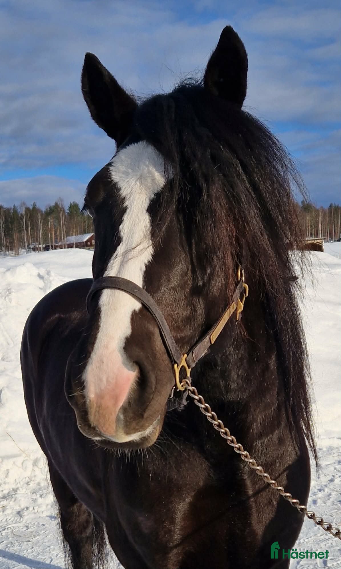  hästar Starthäst  - Annons 6