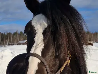 hästar Starthäst - Annons 6