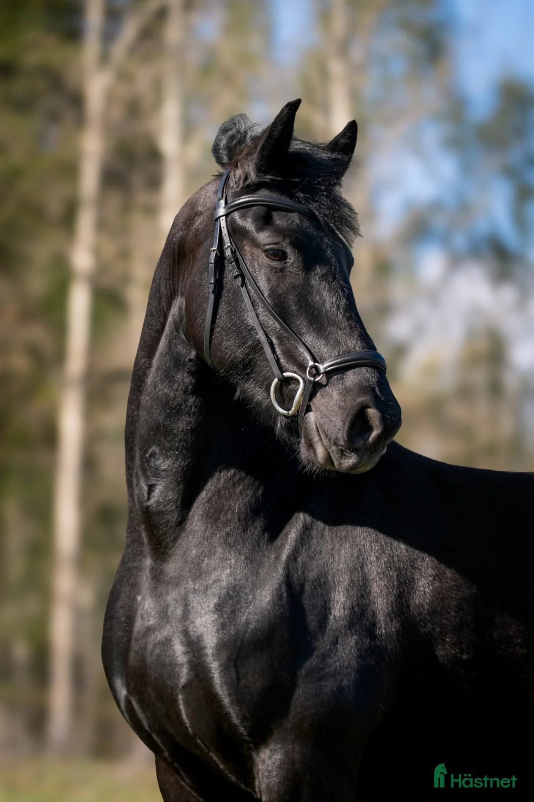 Allround hästar till salu: Friesersto  i Dala-Husby - Annons 2