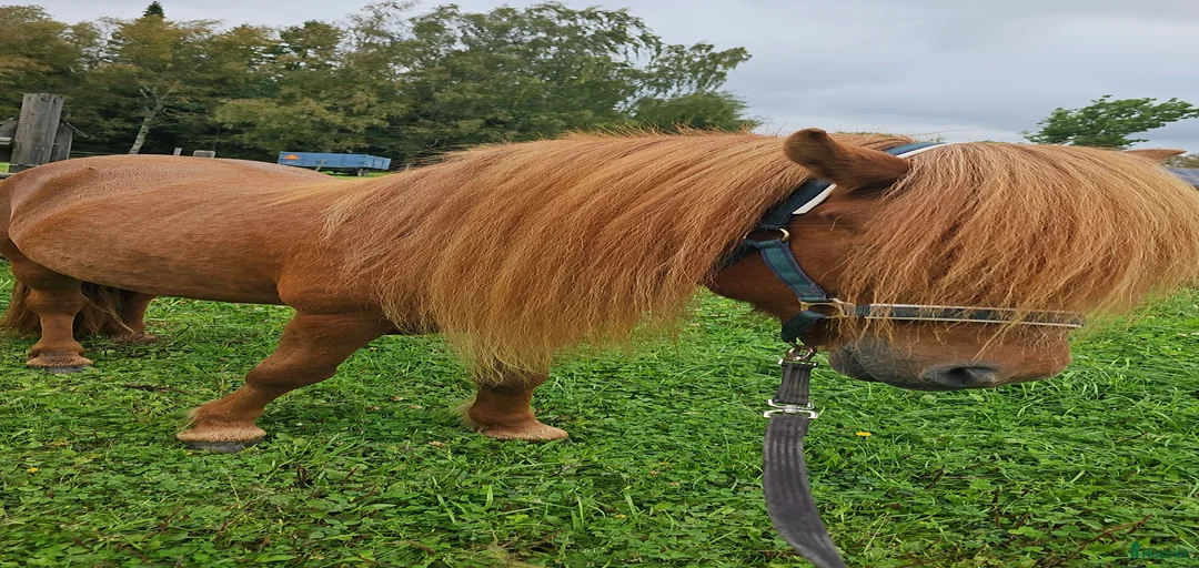 Galleribild {{count}}